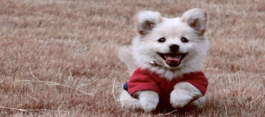  10 Funny Dog GIFs That Will Make You Smile